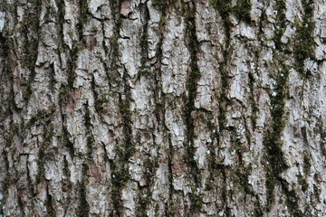 Obraz premium Rugged mossy tree bark texture