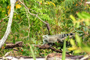 Iguane aux Saintes îles de Guadeloupe Caraïbes Française