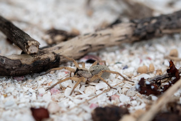 A spider (probably Hogna crispipes) on a sandy beach in Tonga