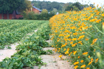 Ringelblumenfeld und Erdbeerplantage