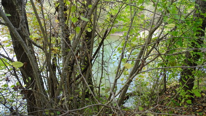 Fototapeta premium tree in forest