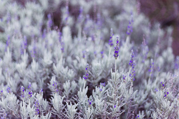 Beautiful bush of purple lavenders in the field