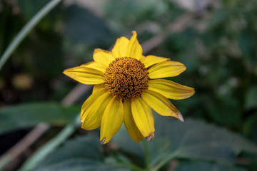 Autumn gerbera with tips of fading leaves
