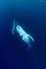 Naklejka premium Humpback whales in Kingdom of Tonga