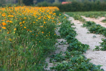 Blumen- und Erdbeerfeld
