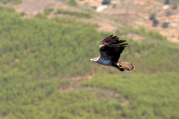 Bonelli´s Eagle, Aquila fasciata, eagle, raptor, bird