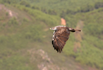 Bonelli´s Eagle, Aquila fasciata, birds