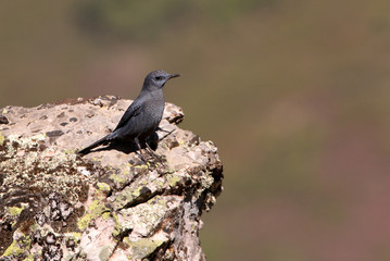 Male of Blue rock thrush, Monticola solitarius