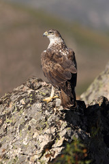 Bonelli´s Eagle, Aquila fasciata
