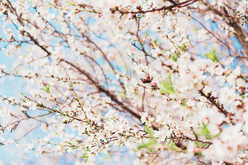 Beautiful butterfly and almond tree flowers on a branch in the tree with blue sky behind