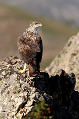 Fototapeta premium Bonelli´s Eagle, Aquila fasciata, birds
