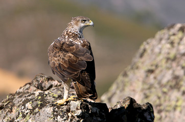 Bonelli´s Eagle, Aquila fasciata, birds