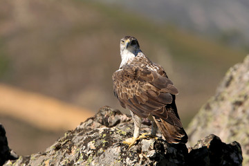 Bonelli´s Eagle, Aquila fasciata, eagle, raptor, bird