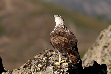 Bonelli´s Eagle, Aquila fasciata, eagle, raptor, bird
