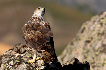 Bonelli´s Eagle, Aquila fasciata
