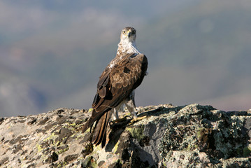 Bonelli´s Eagle, Aquila fasciata