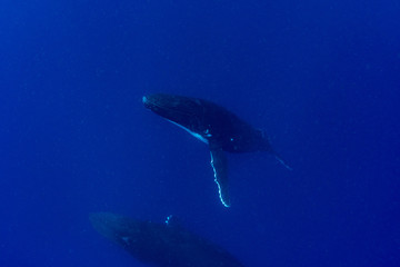 Humpback whales in Kingdom of Tonga