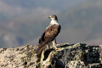 Bonelli´s Eagle, Aquila fasciata
