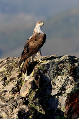Bonelli´s Eagle, Aquila fasciata