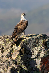 Bonelli´s Eagle, Aquila fasciata, birds