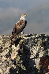 Bonelli´s Eagle, Aquila fasciata