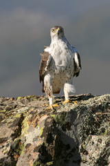Bonelli´s Eagle, Aquila fasciata