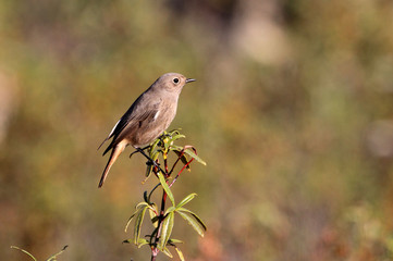 Female of Black redstart, Phoenicurus ochruros