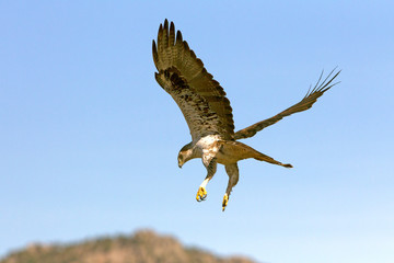 Bonelli´s Eagle, Aquila fasciata
