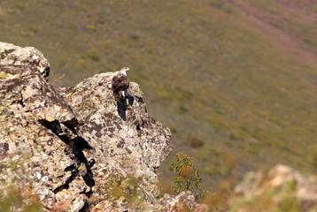 Bonelli´s Eagle, Aquila fasciata, birds
