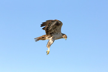 Bonelli´s Eagle, Aquila fasciata