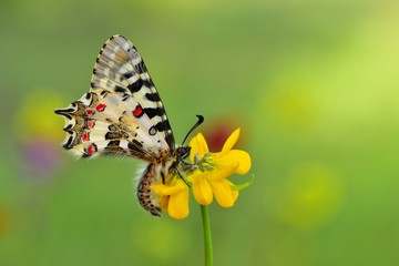 Obraz premium Zerynthia cerisyi 701