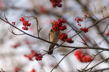 food for snowbird