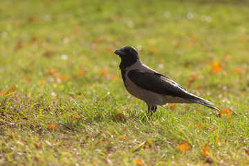 crow on the grass in the autumn