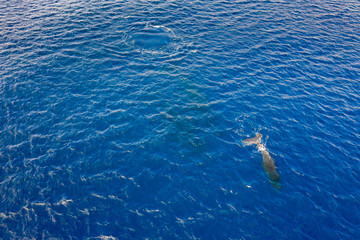 Humpback whale mother and calf aerial photography