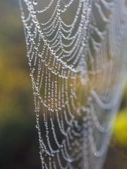 spider web with drops of dew