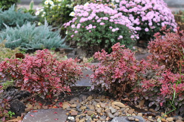  Autumn flowerbed design pleases the eye in the early morning