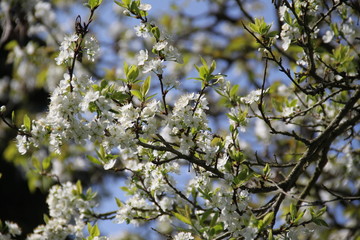Fleur de verger