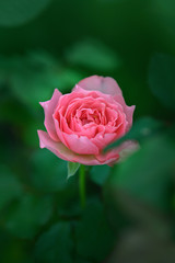 Beautiful pink rose in the garden and green background