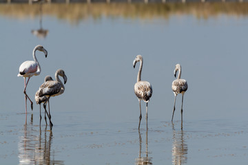 Finicotteri rosa nelle saline di Cervia