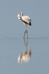 Finicotteri rosa nelle saline di Cervia