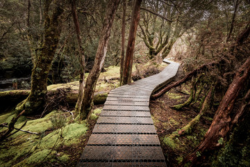 Hiking in Tasmania, Australia on a wooden boardwalk along ancient jungles and dense nature, stunning scenery for an Australian vacation Cradle Mountain and Tarkine Forest