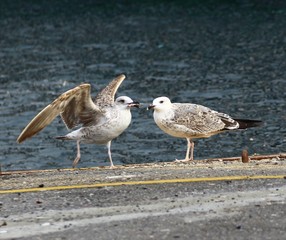 seagull eating fish (balık yiyen martı)