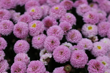 Bush chrysanthemums are last autumn flowers