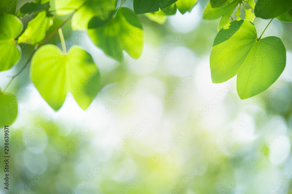 Wall mural green leaf with beautiful bokeh with copy space for text. nature and fresh background concept.