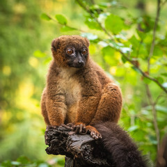Front view portrait of an adult female red-bellied lemur sitting on a tree