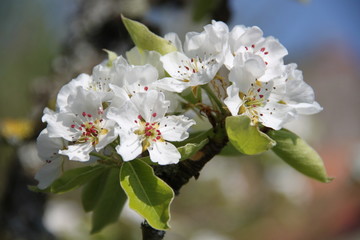 Fleur de verger