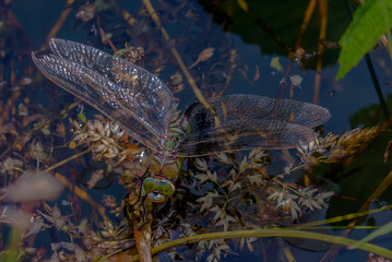 Female Emperor Dragonfly Laying eggs