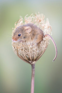 Tiny cute field mouse sitting on plant