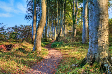 Obraz premium Wanderweg im Küstenwald