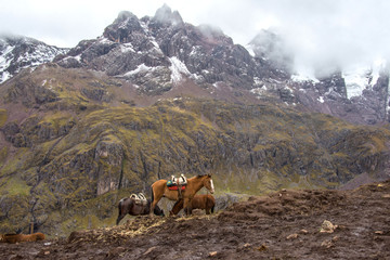 Fototapeta premium Horses on the background of snowy mountains near Rainbow mountains (Peru)